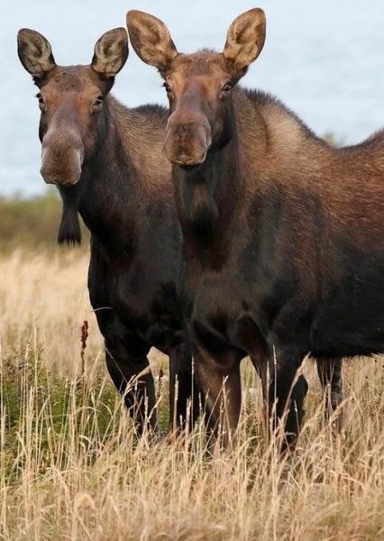Moose photo