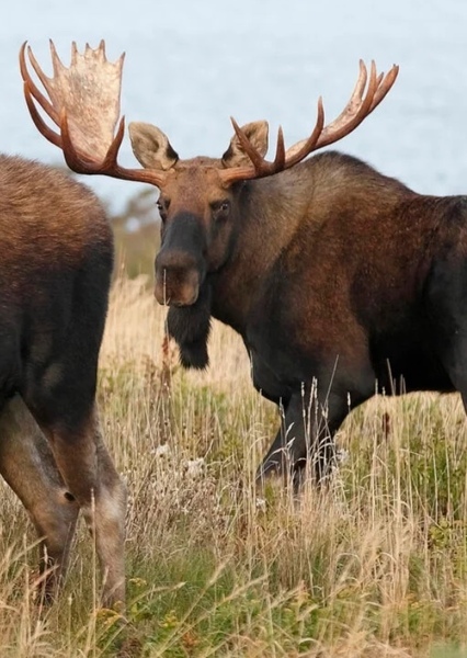 Moose photo