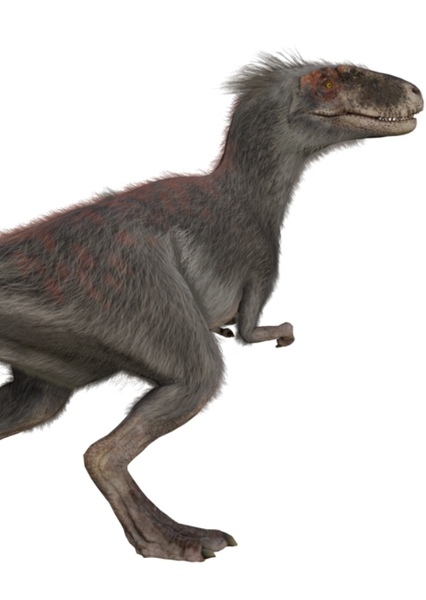 Moros intrepidus