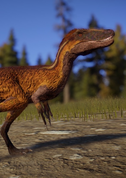 Moros intrepidus photo