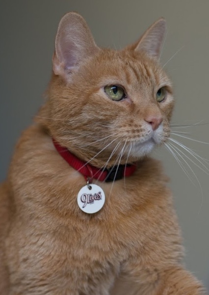 Morris the Cat