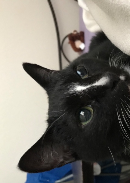 Morton the Wonder Cat photo