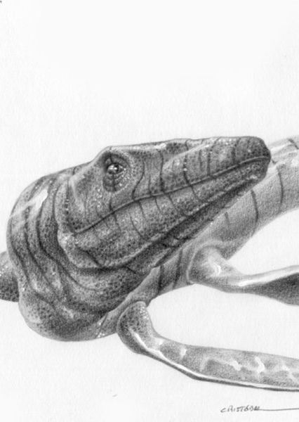 Mosasaurus photo