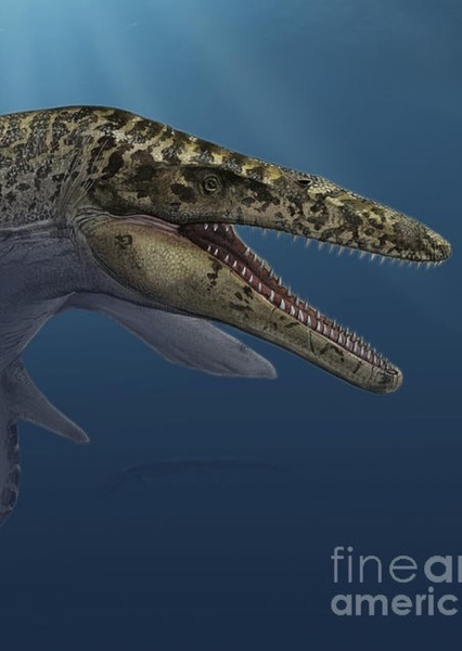 Mosasaurus photo