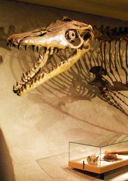 Mosasaurus photo