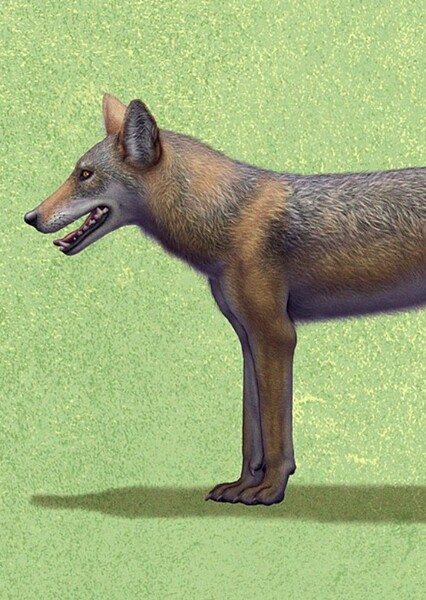 Mosbach Wolf
