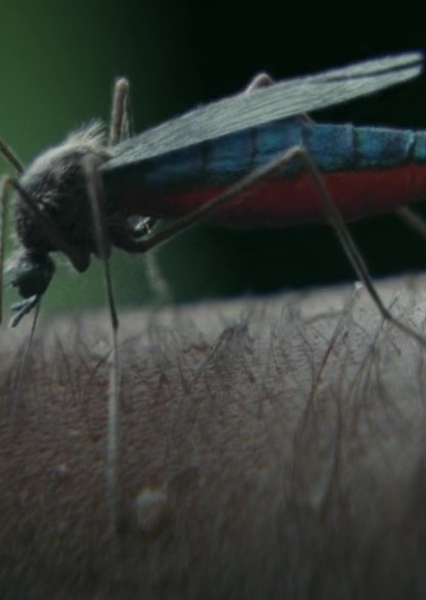 Mosquito photo