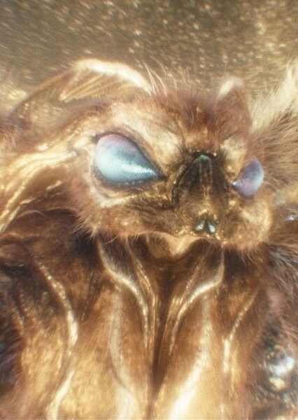 Mothra (MonsterVerse) photo