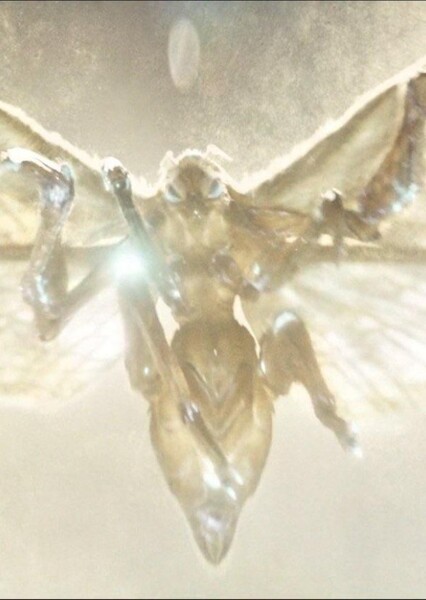 Mothra (MonsterVerse) photo