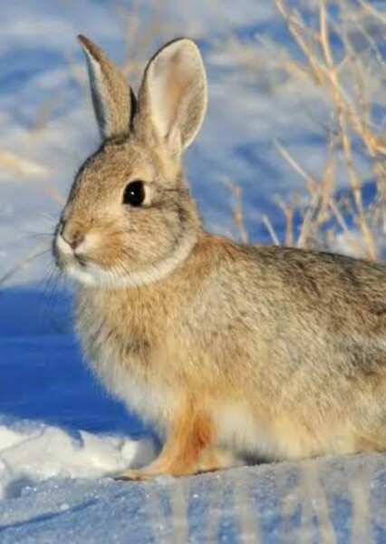 Mountain Cottontail Rabbit