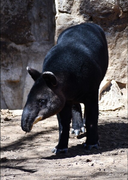 Mountain Tapir