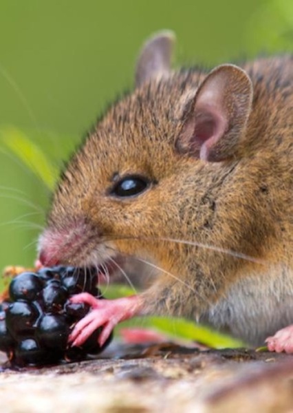 Mouse photo