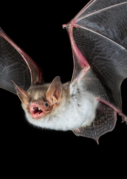 Mouse-Eared Bat