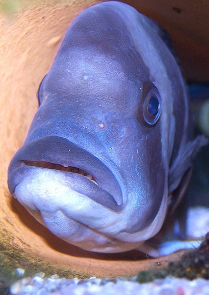 Mouthbrooder
