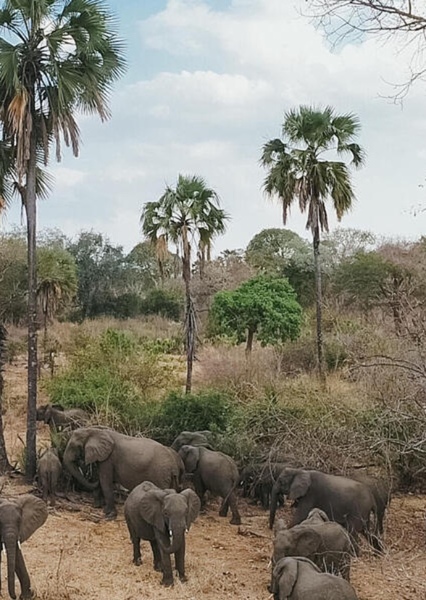 Mozambique photo