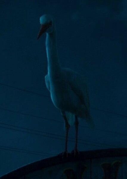 Mr. Stork photo