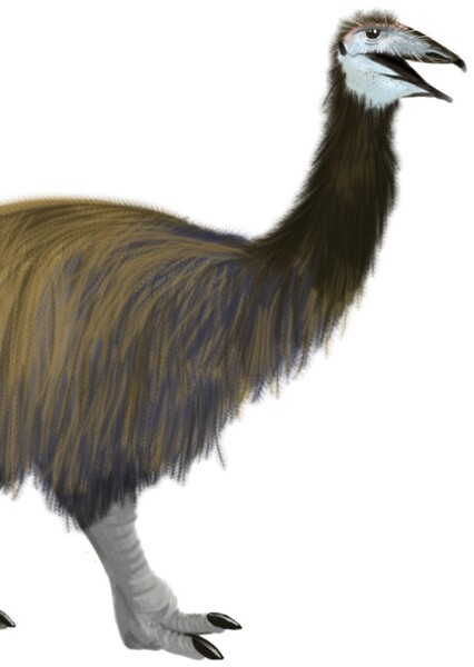 Mullerornis