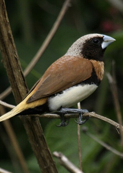 munia