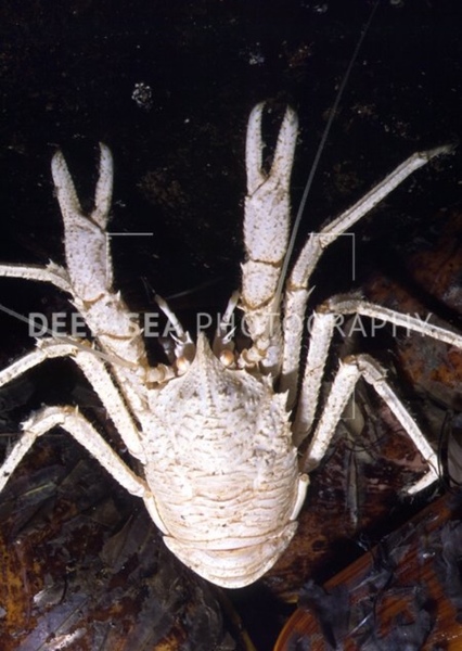 Munidopsis