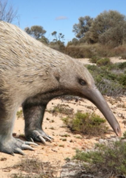 Murrayglossus