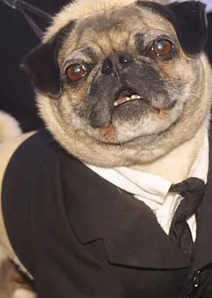 Mushu Pug