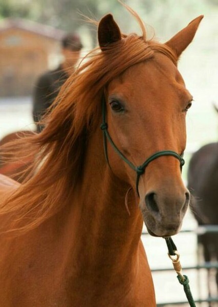 Mustang