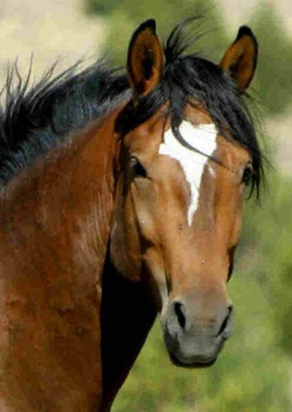 Mustang