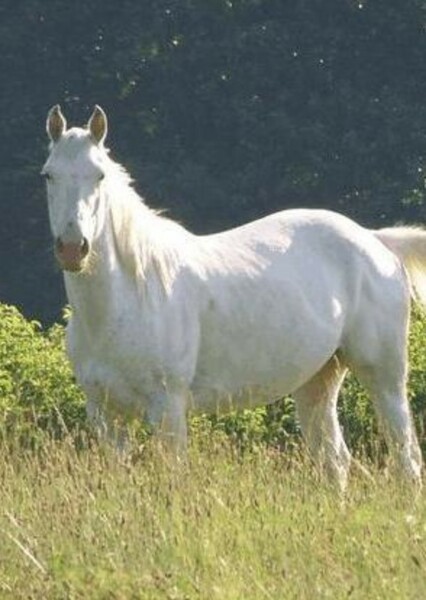 Mustang