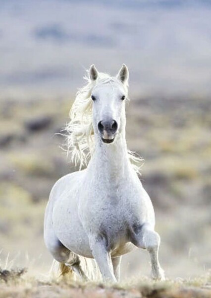 Mustang