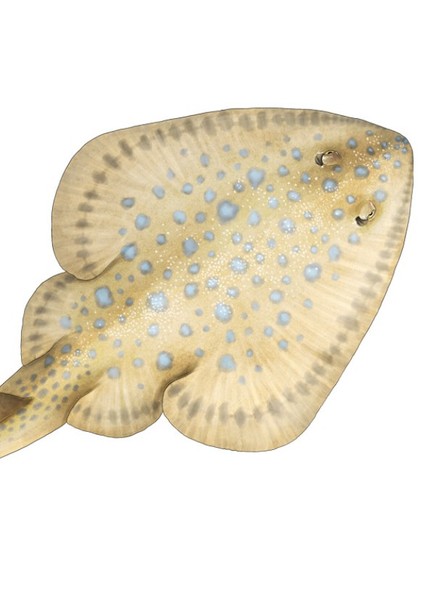 Myledaphus