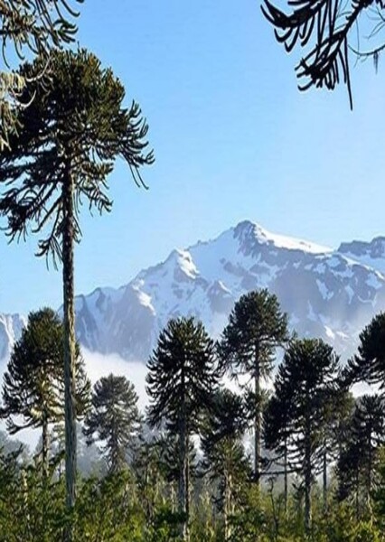 Nahuelbuta National Park