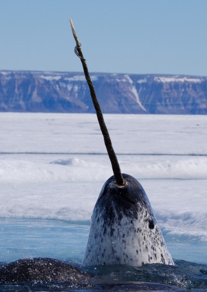 Narwhal photo