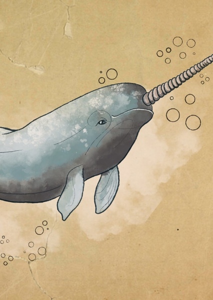 Narwhal photo