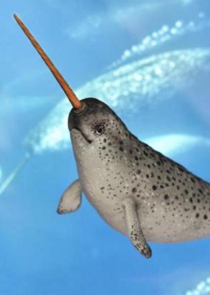 Narwhal photo