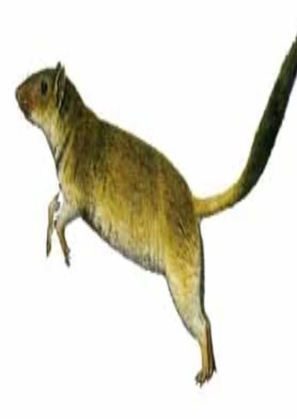 Nemegtbataar