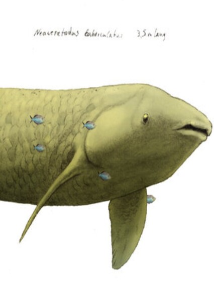 Neoceratodus