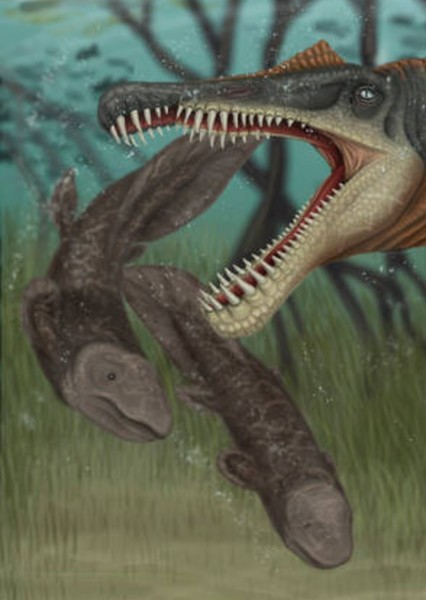Neoceratodus photo