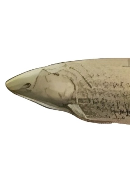Neoceratodus photo