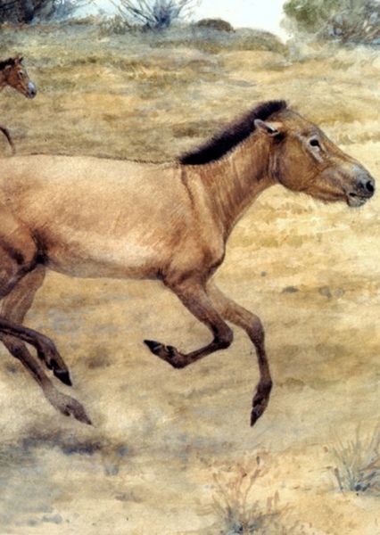 Neohipparion