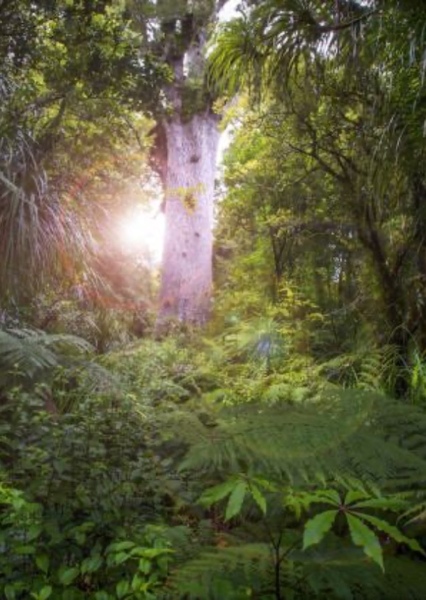 New Zealand