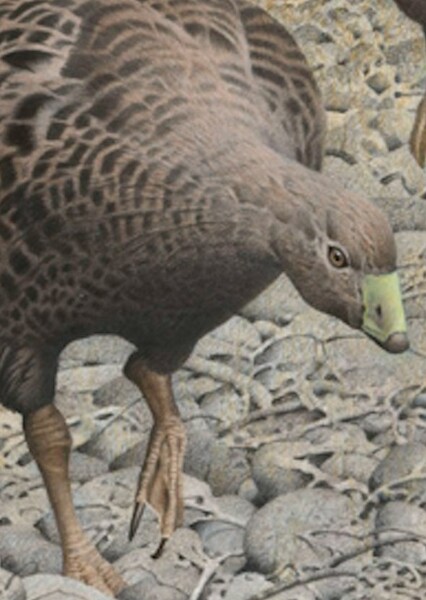 New Zealand Goose