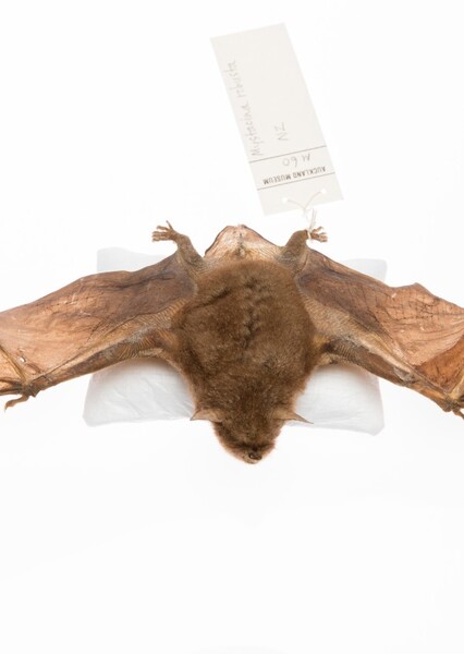 New Zealand Greater Short-Tailed Bat