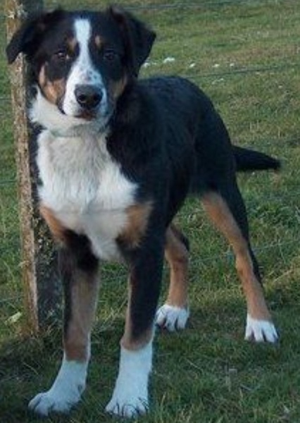 New Zealand Heading Dog