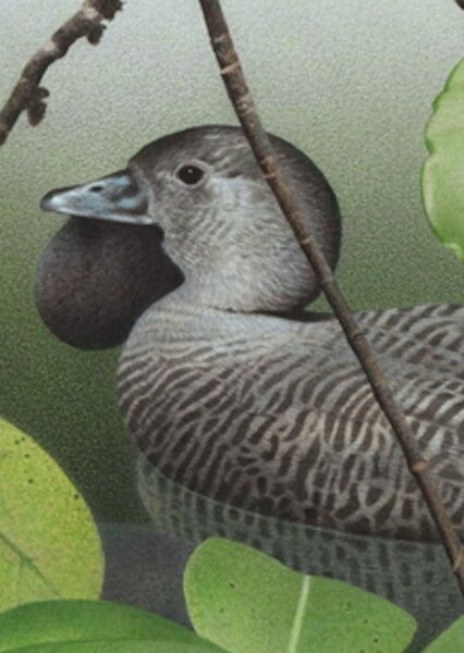 New Zealand Musk Duck