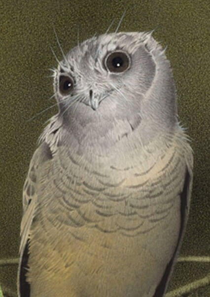 New Zealand Owlet-Nightjar
