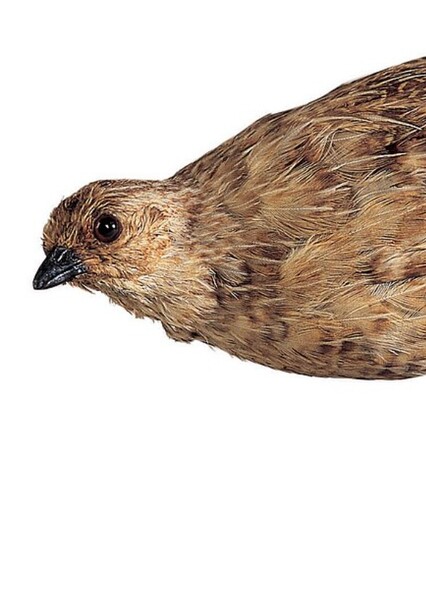 New Zealand Quail