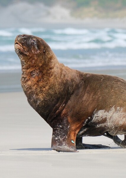 New Zealand Sea Lion