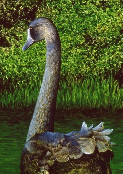 New Zealand Swan