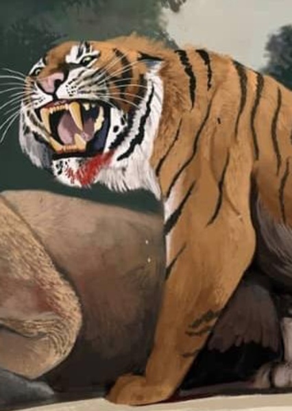 Ngandong Tiger photo