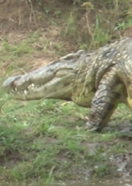 Nile Crocodile photo
